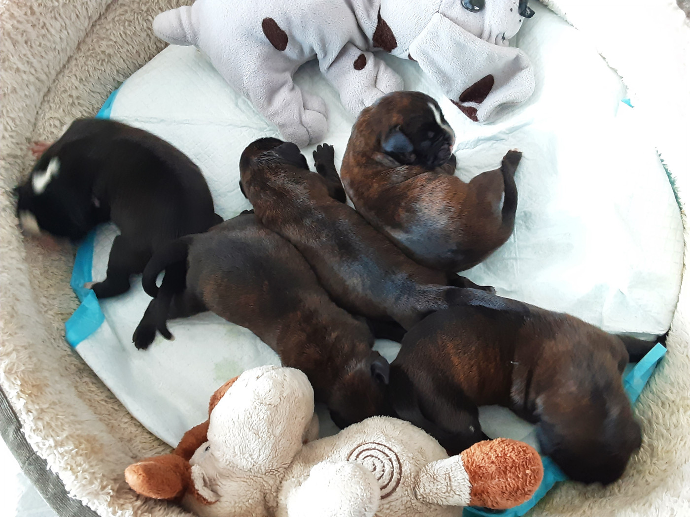 Chiot Boxer de la scierie du chene