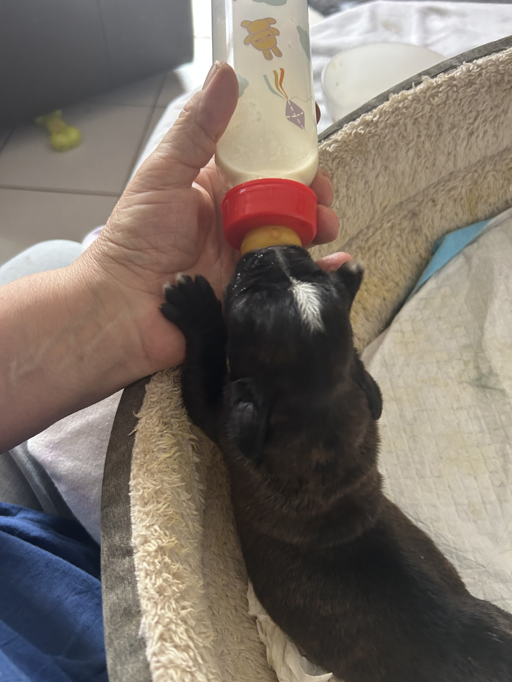 de la scierie du chene - Chiots disponibles - Boxer