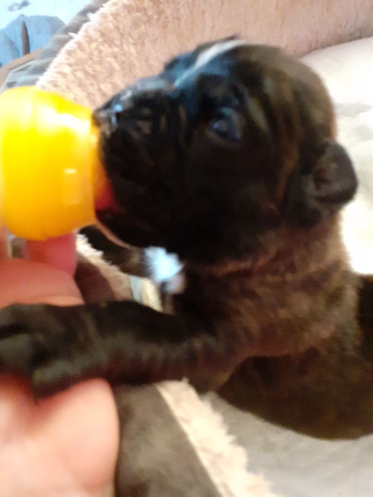 de la scierie du chene - Chiots disponibles - Boxer