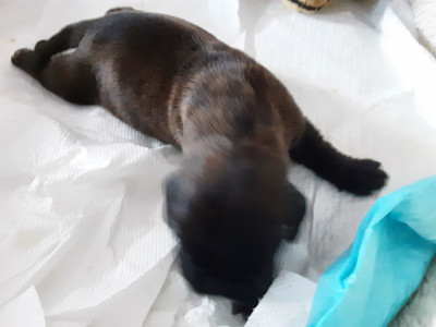CHIOT 1