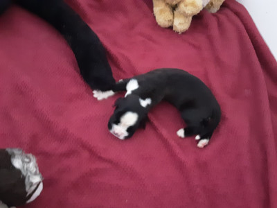 CHIOT 4