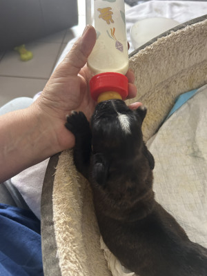 CHIOT 5
