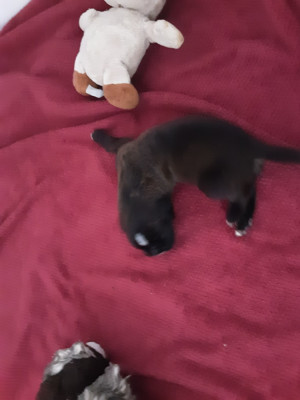 CHIOT 2