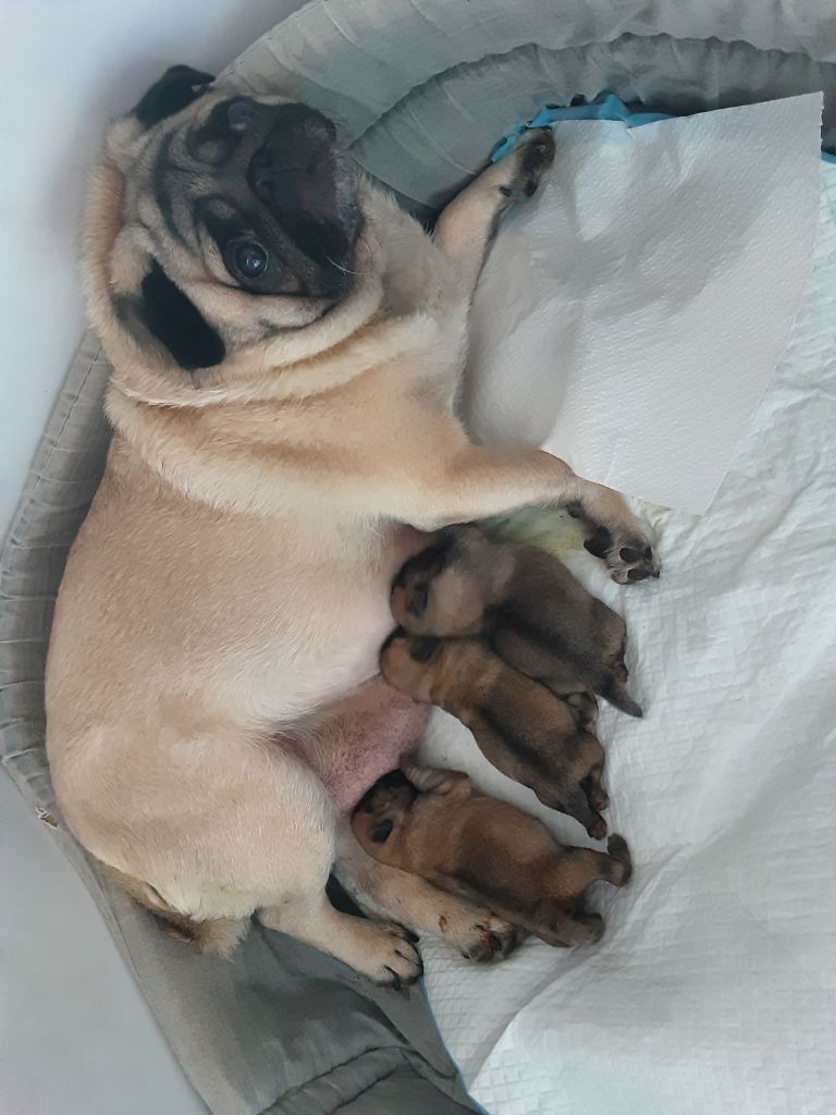 Chiot Carlin de la scierie du chene