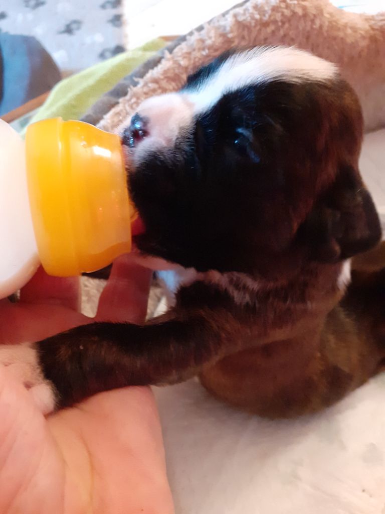 de la scierie du chene - Chiots disponibles - Boxer